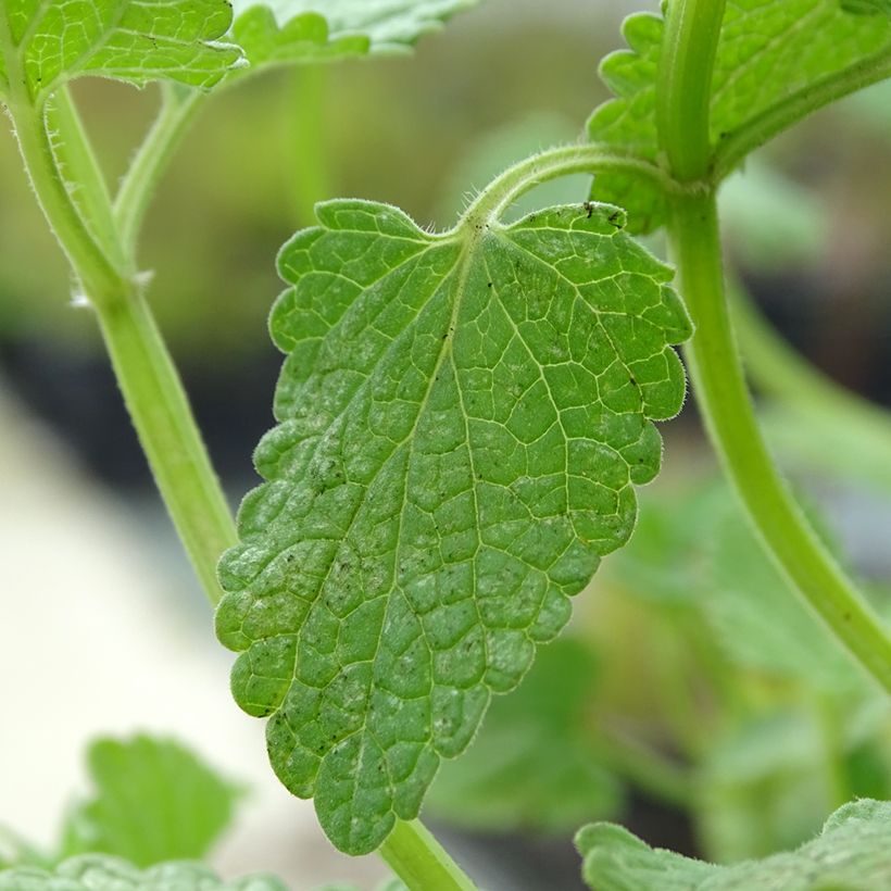 Nepeta grandiflora Zinsers Giant - Catnip (Foliage)