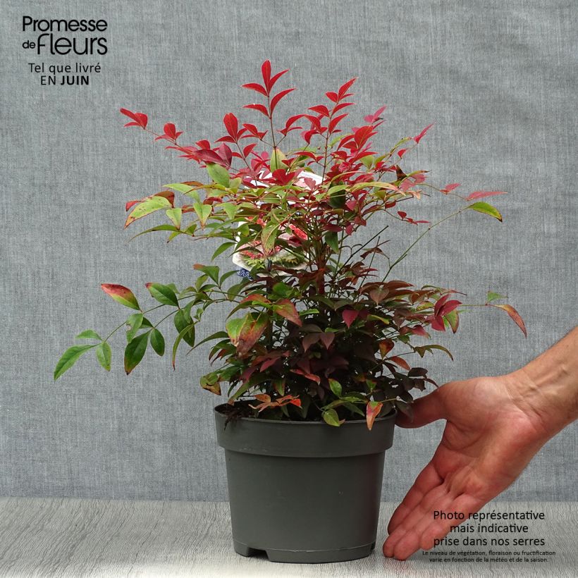 Nandina Obsessed Seika - Sacred Bamboo 2L/3L pot sample as delivered in summer
