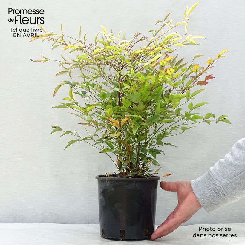 Nandina domestica - Sacred Bamboo sample as delivered in spring