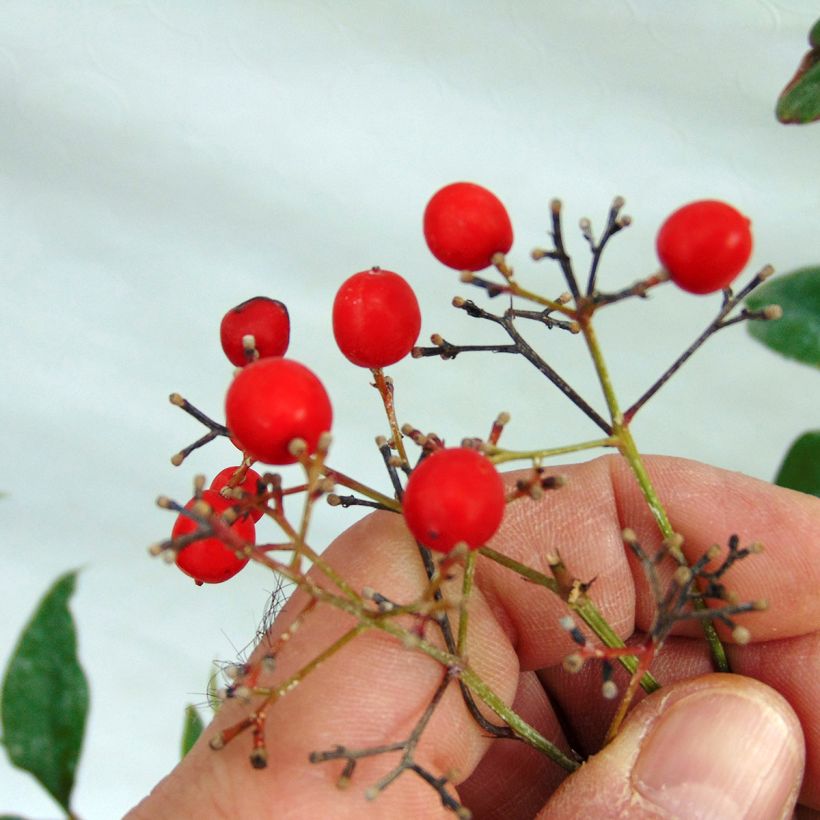 Nandina domestica - Sacred Bamboo (Harvest)