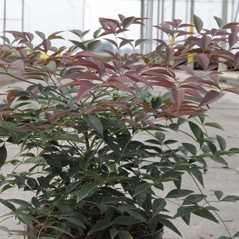 Nandina domestica Flirt Murasaki - Sacred Bamboo (Foliage)