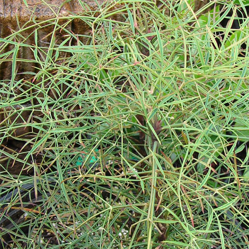 Nandina domestica Filamentosa - Sacred Bamboo (Foliage)