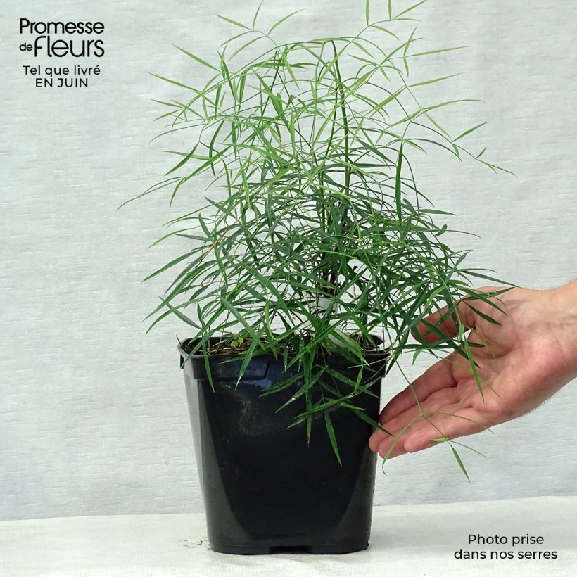 Nandina domestica Filamentosa - Sacred Bamboo 2L/3L pot sample as delivered in summer