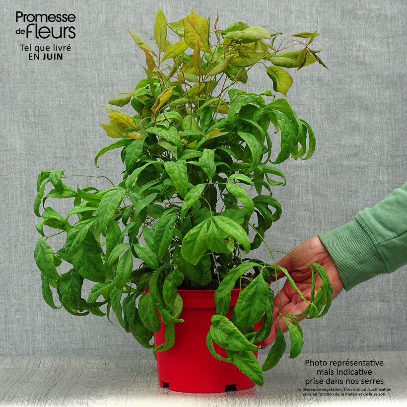 Nandina domestica Fire Power - Sacred Bamboo 2L/3L pot sample as delivered in summer