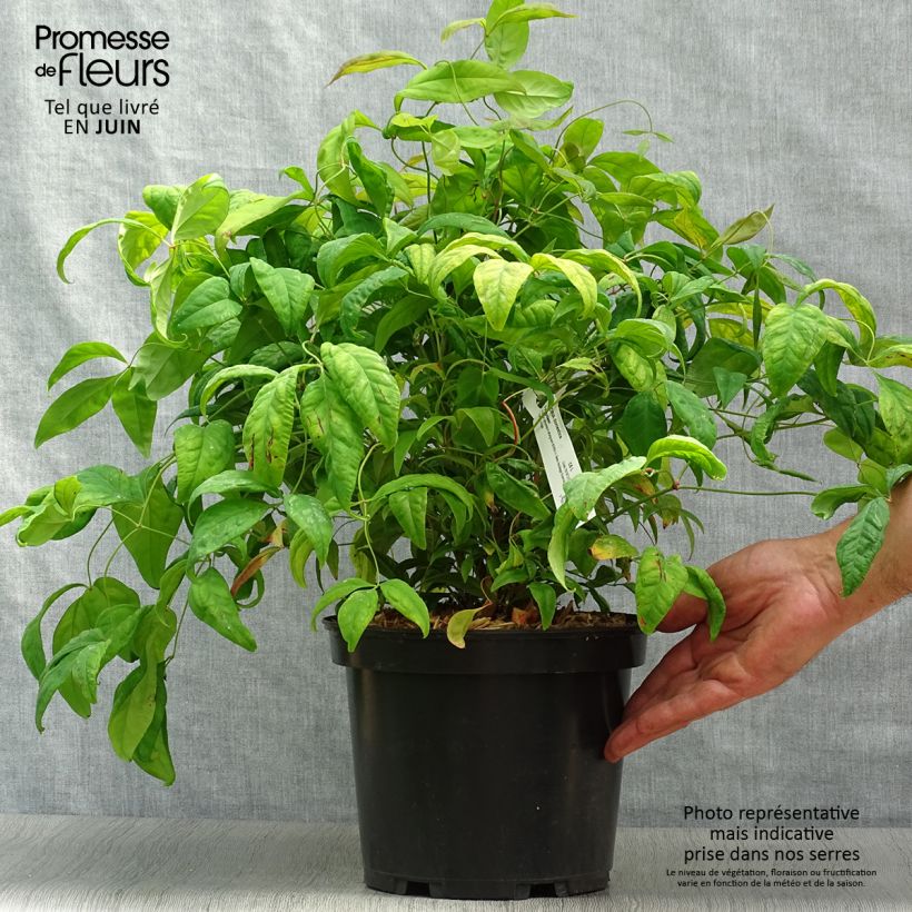 Nandina domestica Fire Power - Sacred Bamboo 4L/5L pot sample as delivered in summer