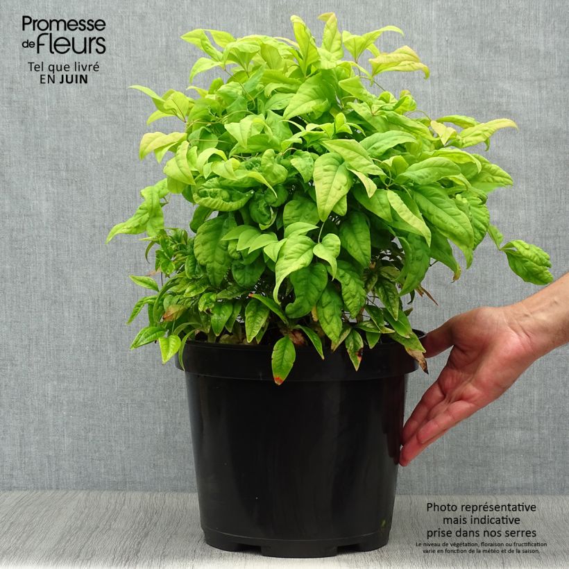 Nandina domestica Fire Power - Sacred Bamboo 7.5L/10L pot sample as delivered in summer