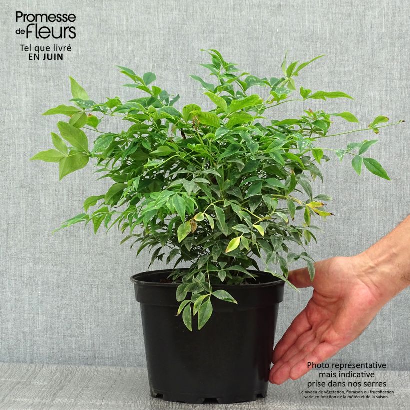 Nandina domestica Gulf Stream - Sacred Bamboo 2L/3L pot sample as delivered in summer