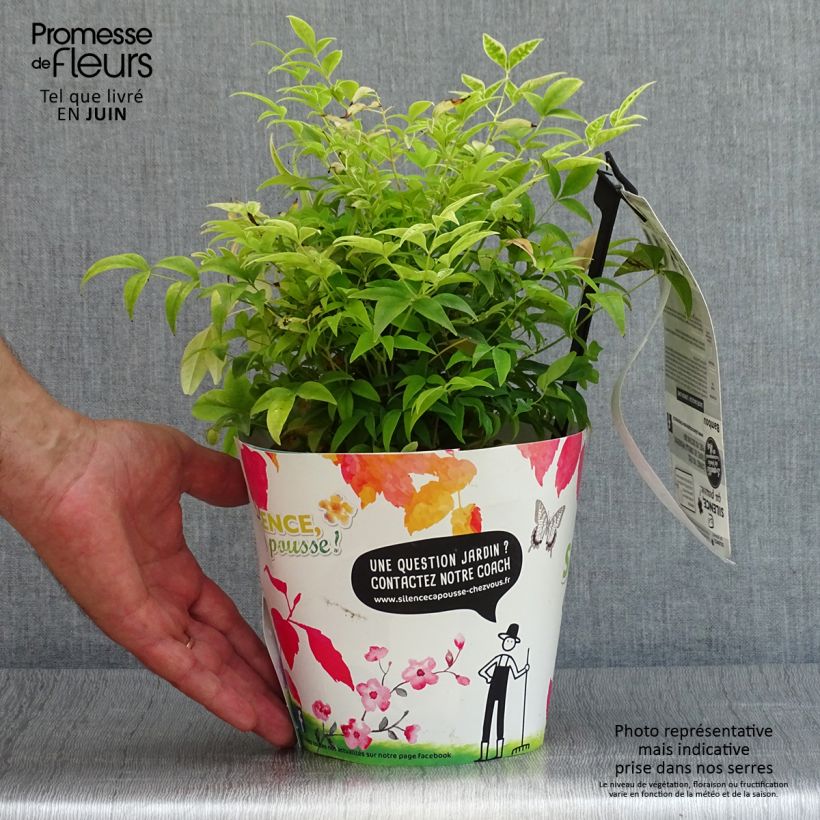 Nandina domestica Lemon Lime - Sacred Bamboo 2L/3L pot sample as delivered in summer