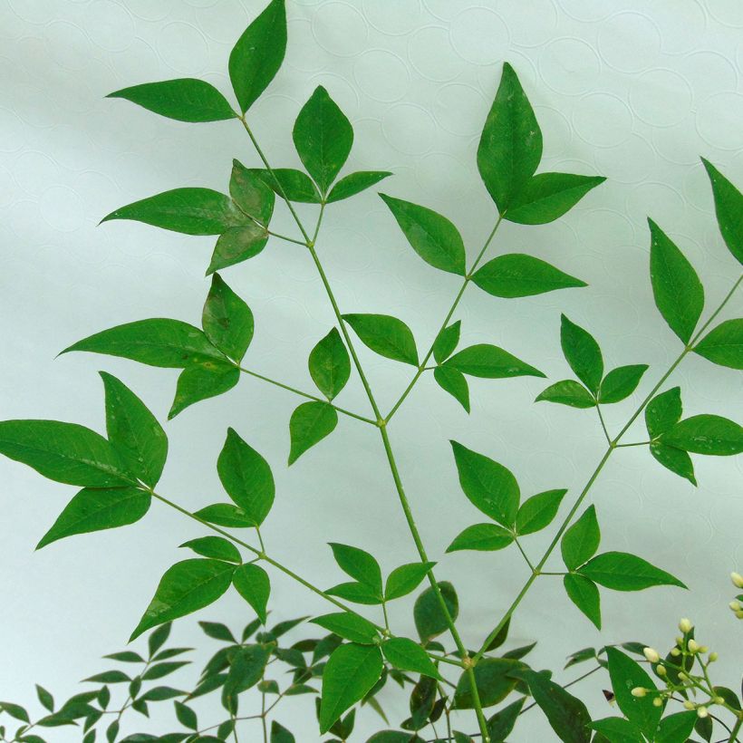 Nandina domestica Richmond - Sacred Bamboo (Foliage)