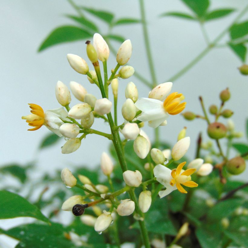 Nandina domestica Richmond - Sacred Bamboo (Flowering)