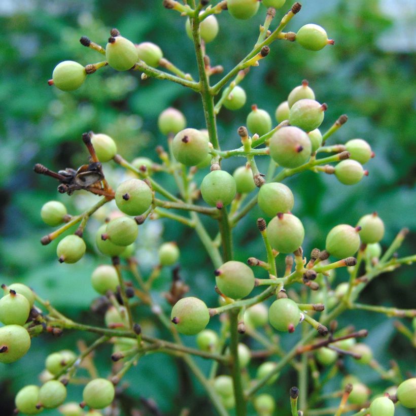 Nandina domestica Richmond - Sacred Bamboo (Harvest)