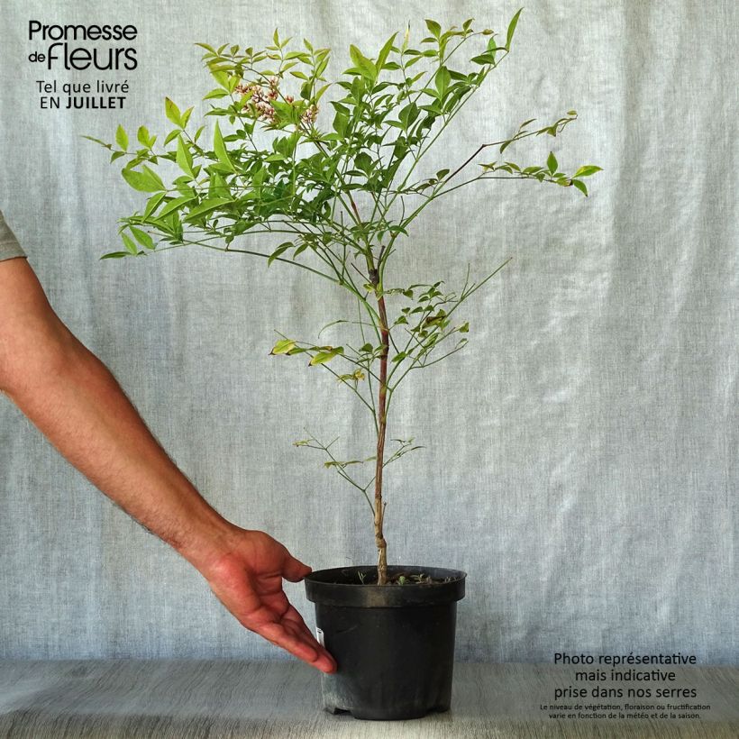Nandina domestica Richmond - Sacred Bamboo 2L/3L pot sample as delivered in summer