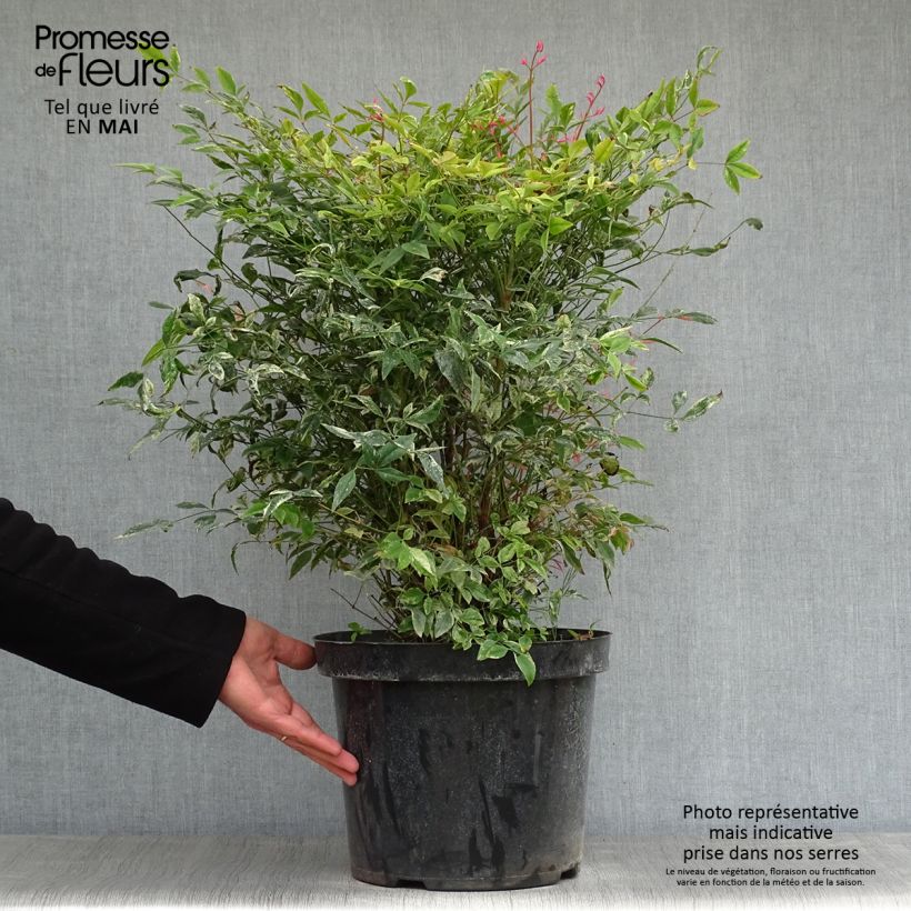 Nandina domestica Twilight - Sacred Bamboo 7.5L/10L pot sample as delivered in spring