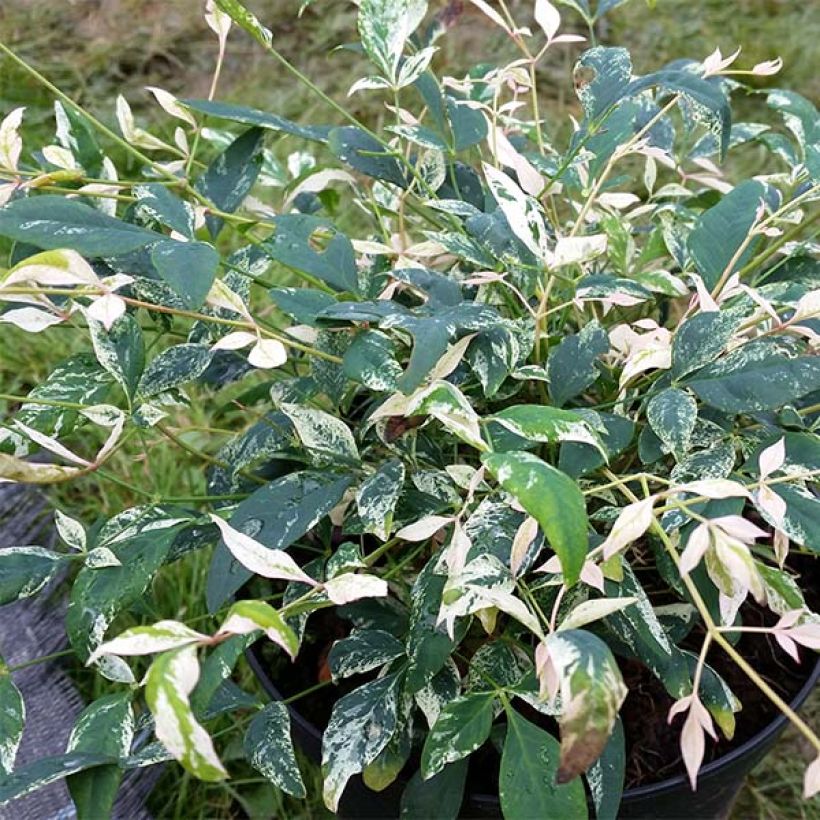 Nandina domestica Twilight - Sacred Bamboo (Foliage)