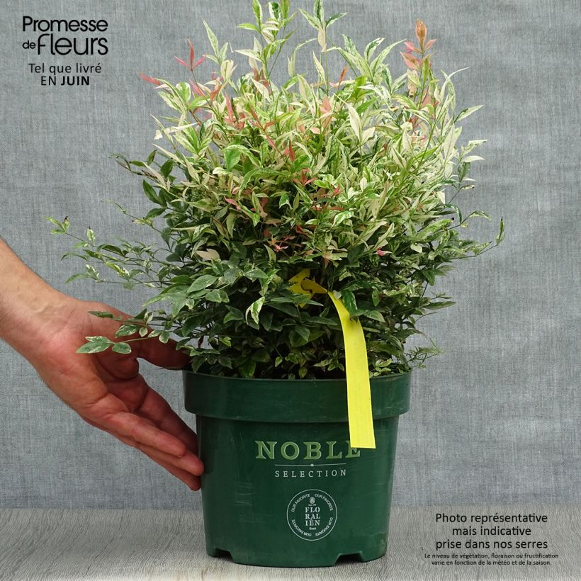 Nandina domestica Twilight - Sacred Bamboo 2L/3L pot sample as delivered in summer