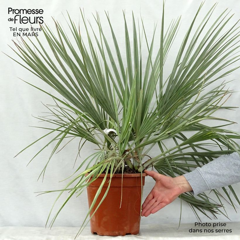 Nannorrhops ritchiana Silver  7.5L/10L pot sample as delivered in spring