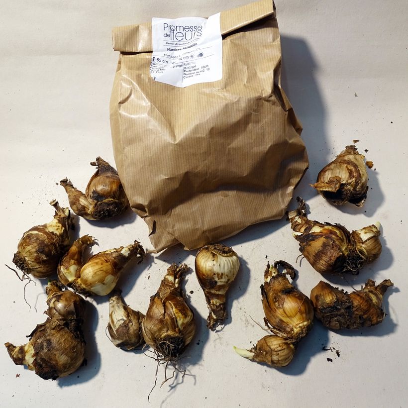 Example of Narcissus Acropolis Bulb size 12+ specimen as delivered