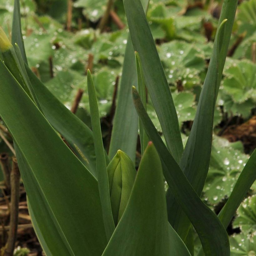 Narcissus Audubon (Foliage)