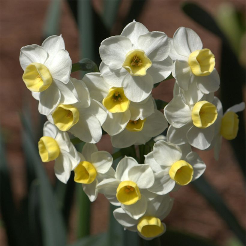 Narcissus Avalanche (Flowering)