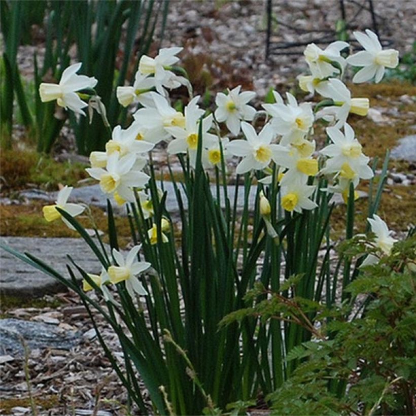 Narcissus Bella Estrella (Flowering)