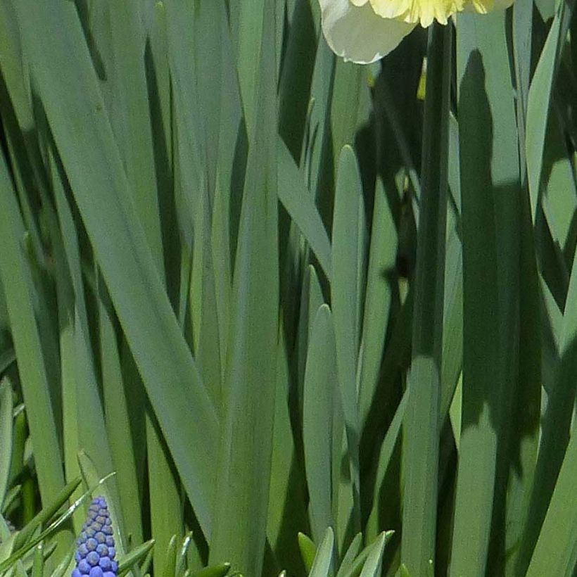 Narcissus Berlin (Foliage)