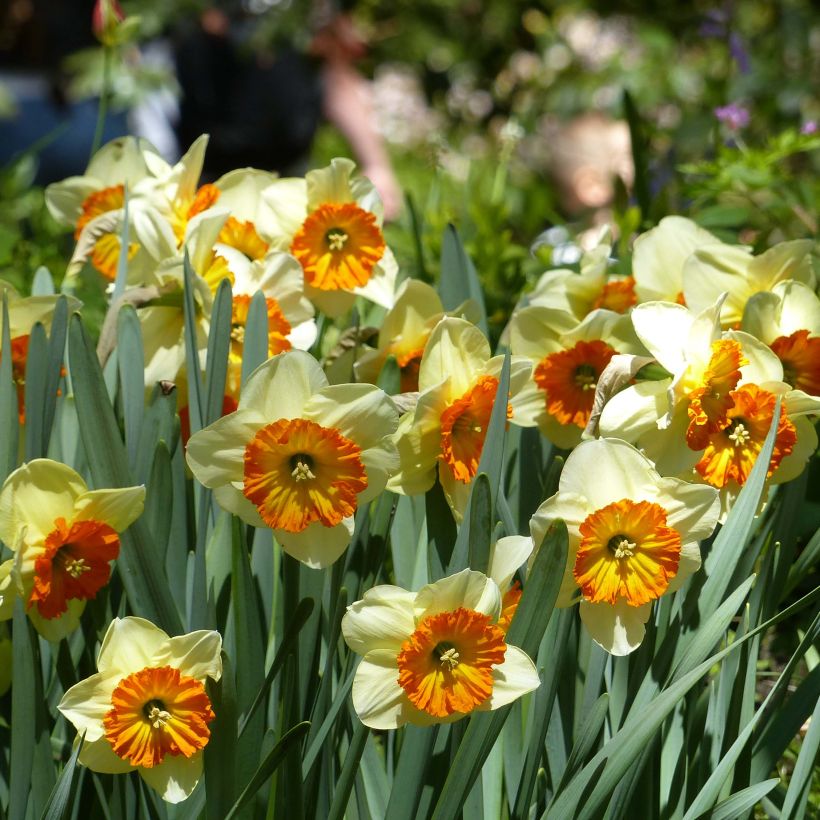 Narcissus Berlin (Flowering)