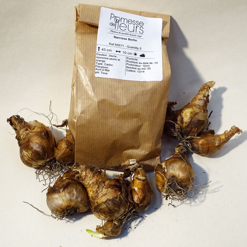 Example of Narcissus Berlin Bulb size 12+ specimen as delivered