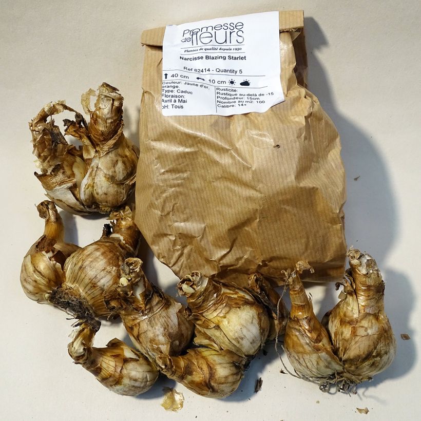 Example of Narcissus Blazing Starlet - Daffodil Bulb size 14+ specimen as delivered