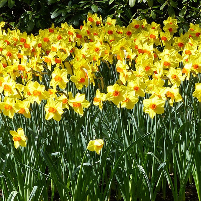 Narcissus Brackenhurst (Flowering)