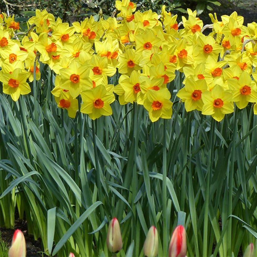 Narcissus Brackenhurst (Plant habit)