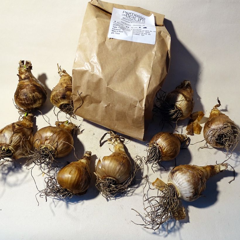 Example of Narcissus Brackenhurst Bulb size 12+ specimen as delivered