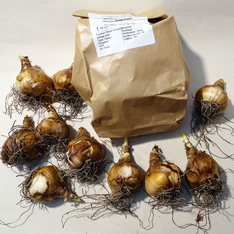 Example of Narcissus Bridal Crown Bulb size 14/16 specimen as delivered