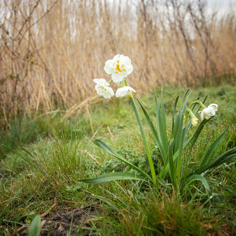 Narcissus Bridal Crown (Plant habit)