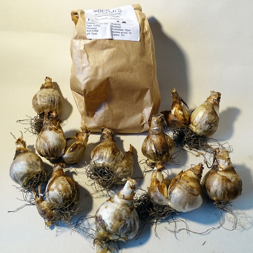 Example of Narcissus Cassata - Daffodil Bulb size 12+ specimen as delivered