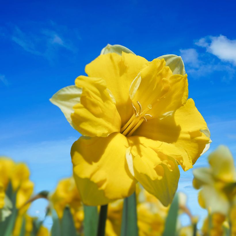 Narcissus Cassata - Daffodil (Flowering)