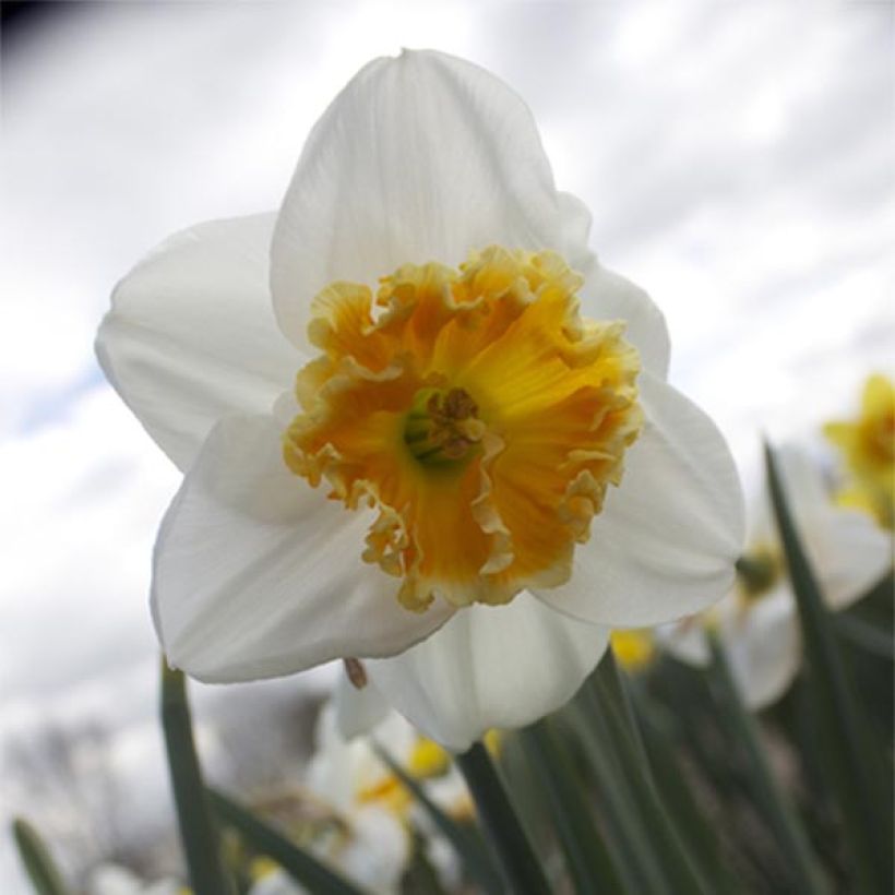 Narcissus Chantilly (Flowering)