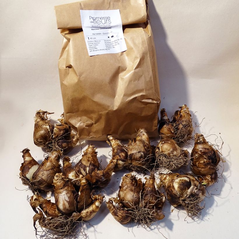 Example of Narcissus Chromacolor - Daffodil Tin size 14/16 specimen as delivered
