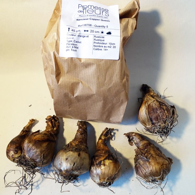 Example of Narcissus Copper Queen Bulb size 12+ specimen as delivered