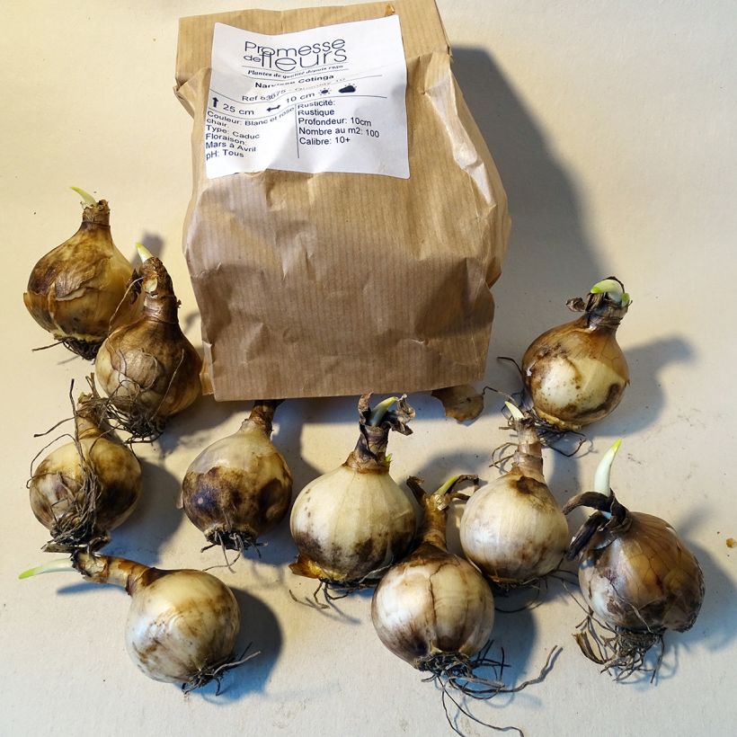 Example of Narcissus Cotinga Bulb size 12+ specimen as delivered