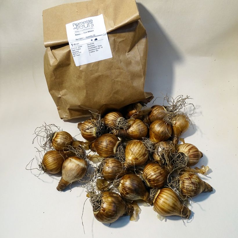 Example of Narcissus Dick Wilden - Daffodil Bulb size 14/16 specimen as delivered