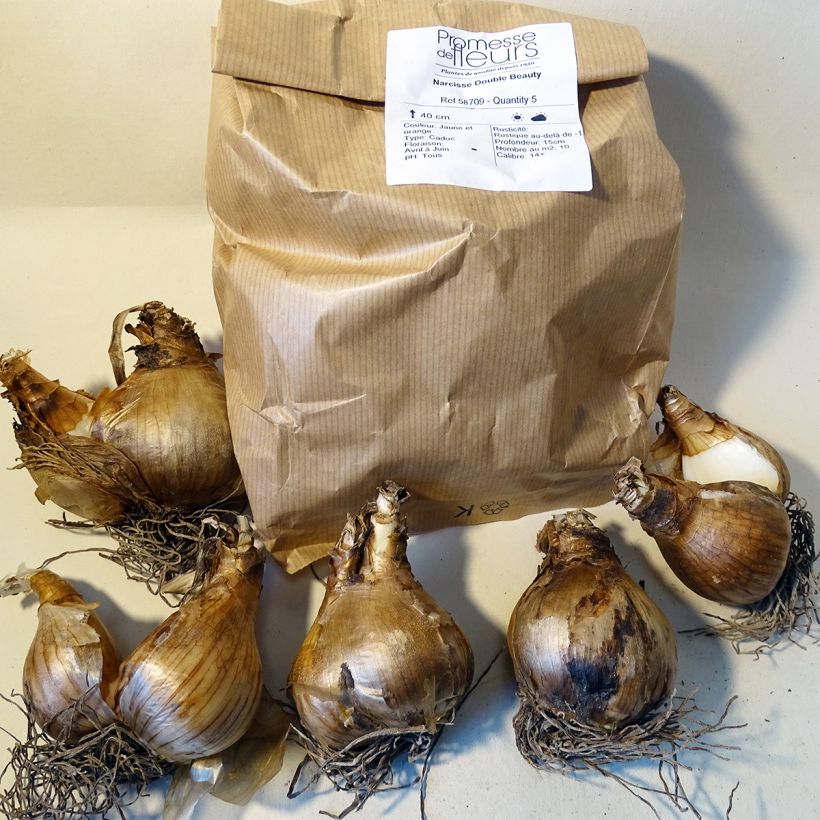 Example of Narcissus Double Beauty - Daffodil Bulb size 12 specimen as delivered