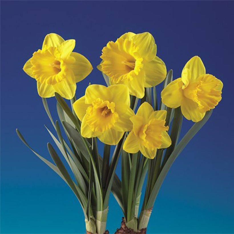 Narcissus Double Gold Medal (Flowering)