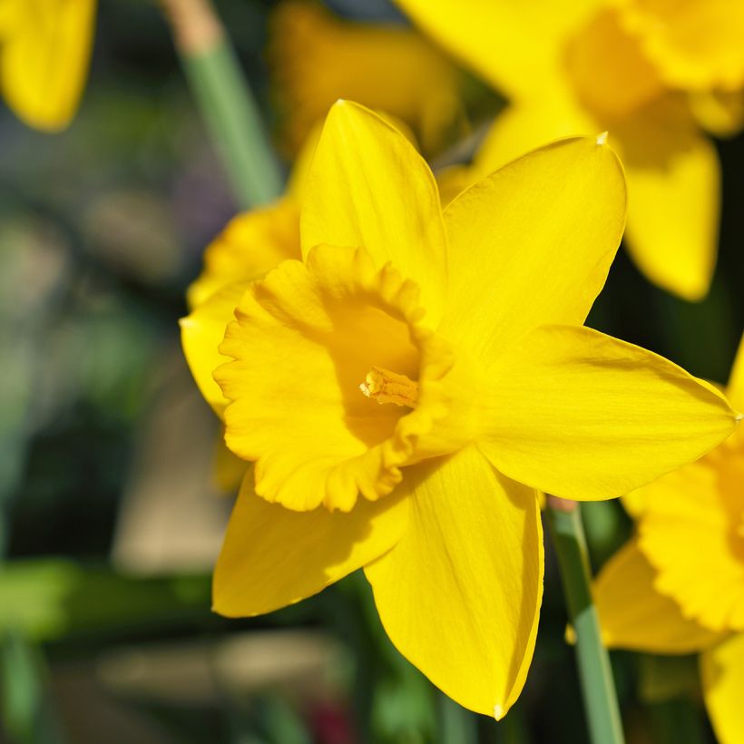 Narcissus 'Dutch Master' (Flowering)