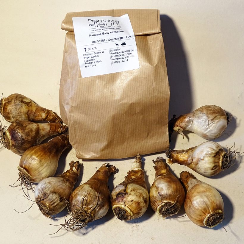 Example of Narcissus Early Sensation Bulb size 14+ specimen as delivered