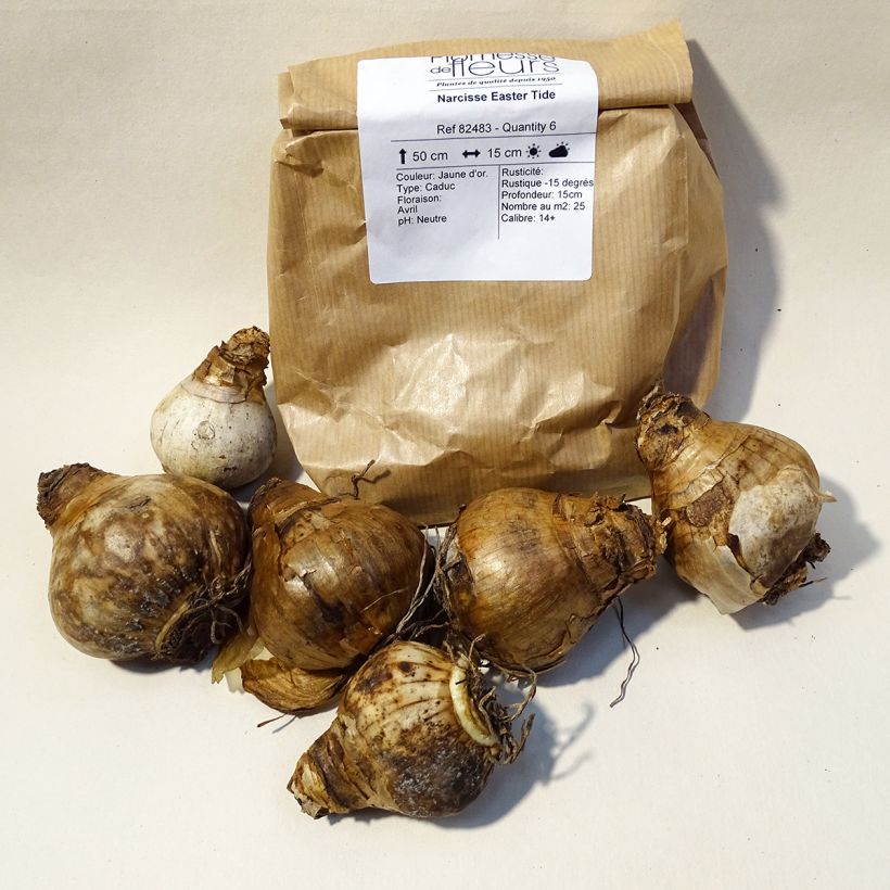 Example of Narcissus Eastertide Bulb size 12 specimen as delivered