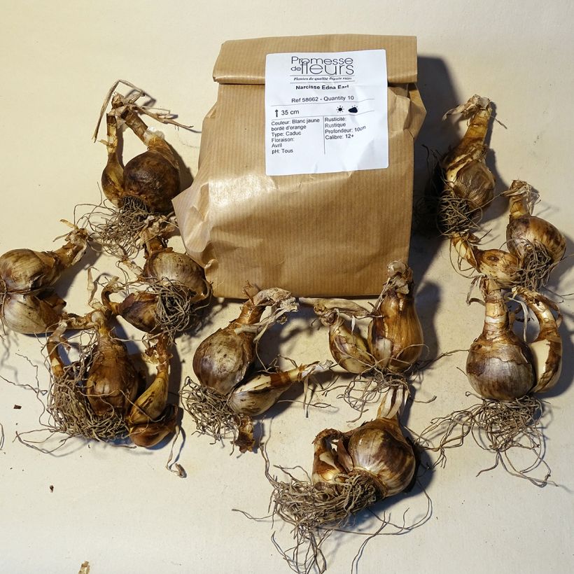 Example of Narcissus Edna Earl - Daffodil Bulb size 12+ specimen as delivered