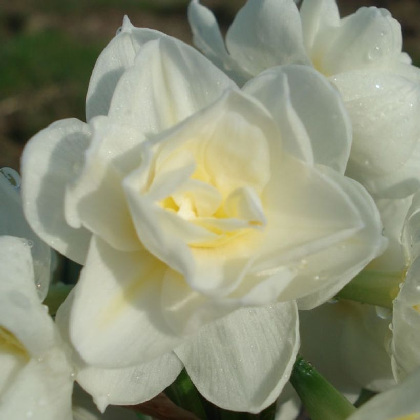 Narcissus Erlicheer (Flowering)