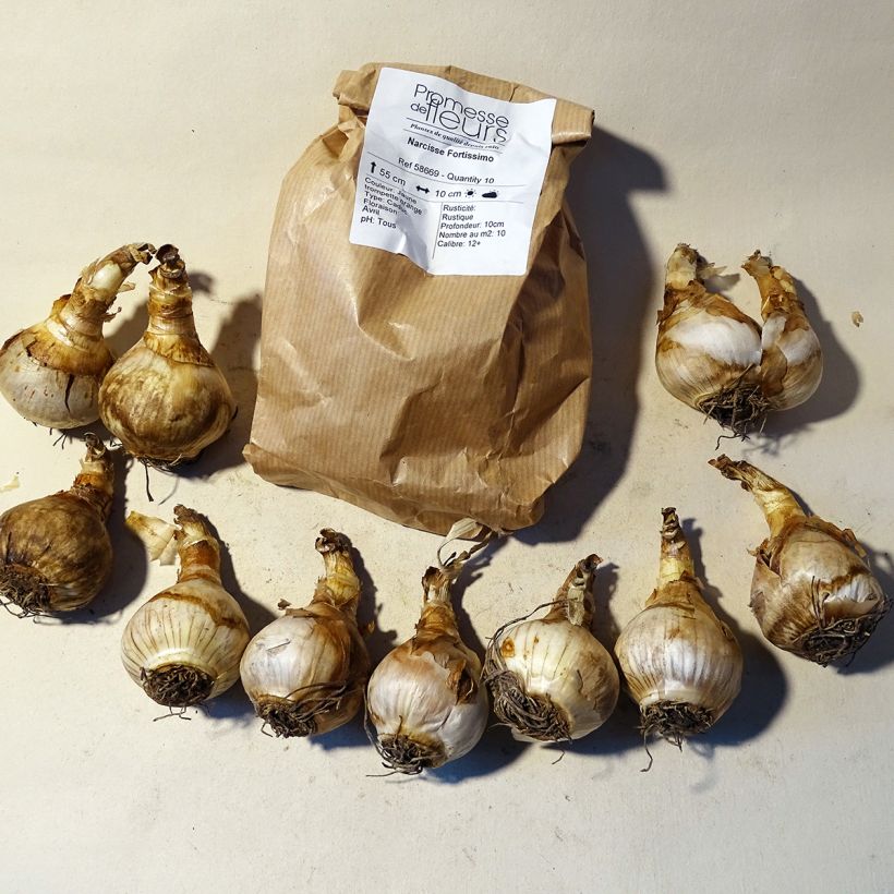 Example of Narcissus Fortissimo Bulb size 14/16 specimen as delivered