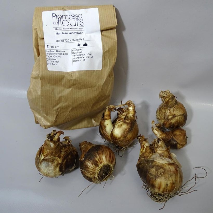 Example of Narcissus Girl Power Bulb size 12+ specimen as delivered