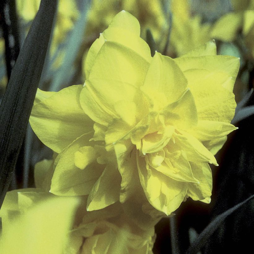 Narcissus Golden Ducat (Flowering)